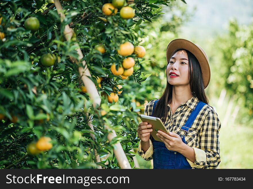 Woman harvesting Orange plantation green background. Woman harvesting Orange plantation green background