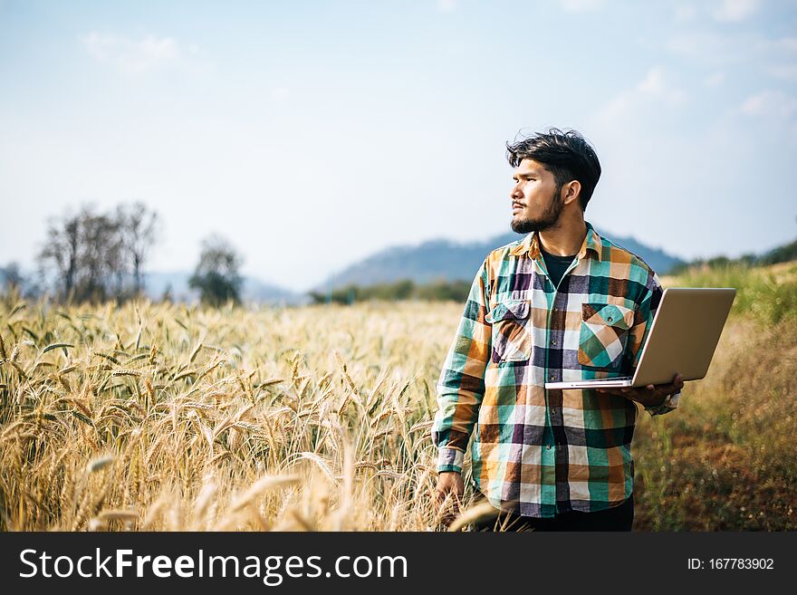 Smart farmer checking barley farm with laptop