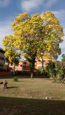 TYPICAL TREE OF VENEZUELA ARAGUANEY WITH YELLOW FLOWERS INSIDE URBANIZATION OR FLOORED URBAN AREA PLANT Royalty Free Stock Photos TYPICAL TREE OF VENEZUELA ARAGUANEY WITH YELLOW FLOWERS INSIDE URBANIZATION OR FLOORED URBAN AREA PLANT Royalty Free Stock Photos