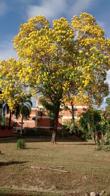 TYPICAL TREE OF VENEZUELA ARAGUANEY WITH YELLOW FLOWERS INSIDE URBANIZATION OR FLOORED URBAN AREA PLANT Stock Photos TYPICAL TREE OF VENEZUELA ARAGUANEY WITH YELLOW FLOWERS INSIDE URBANIZATION OR FLOORED URBAN AREA PLANT Stock Photos