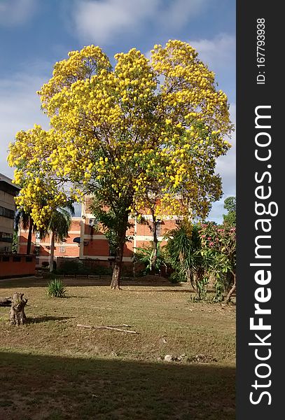 TYPICAL TREE OF VENEZUELA ARAGUANEY WITH YELLOW FLOWERS INSIDE URBANIZATION OR FLOORED URBAN AREA PLANT