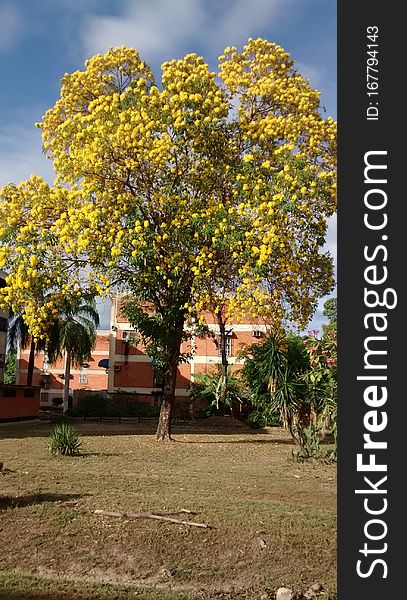 TYPICAL TREE OF VENEZUELA ARAGUANEY WITH YELLOW FLOWERS INSIDE URBANIZATION OR FLOORED URBAN AREA PLANT