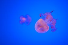Jellyfish Royalty Free Stock Photography