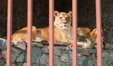 Pair Of Lions Lying Behind The Bars. Stock Images