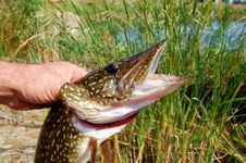 A Fisherman With A Pike Royalty Free Stock Photography A Fisherman With A Pike Royalty Free Stock Photography