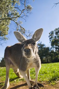 Australian Grey Kangaroo Stock Photo