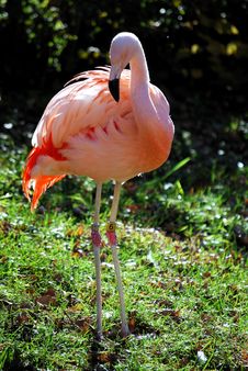 Flamingo Royalty Free Stock Photography