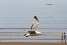 Seagull Flying Over The Beach Stock Photos