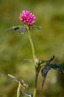 Red Clover Royalty Free Stock Photography