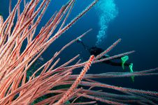 Diver And Coral Stock Photos Diver And Coral Stock Photos
