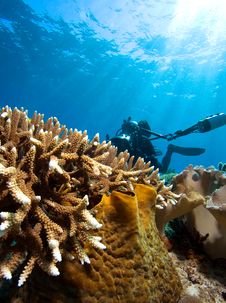 Diver And Coral Stock Images Diver And Coral Stock Images