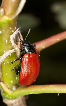 Red Poplar Leaf Beetle (Chrysomela Populi) Royalty Free Stock Image