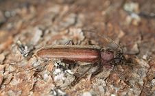 Dusky Longhorn (Aphopalus Rusticus) Stock Photo Dusky Longhorn (Aphopalus Rusticus) Stock Photo