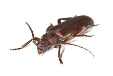 Dusky Longhorn (Aphopalus Rusticus) Royalty Free Stock Image Dusky Longhorn (Aphopalus Rusticus) Royalty Free Stock Image