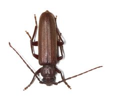 Dusky Longhorn (Aphopalus Rusticus) Stock Photography Dusky Longhorn (Aphopalus Rusticus) Stock Photography