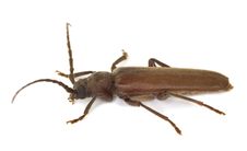 Dusky Longhorn (Aphopalus Rusticus) Royalty Free Stock Photography Dusky Longhorn (Aphopalus Rusticus) Royalty Free Stock Photography