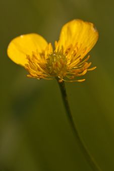 Yellow Buttercup Flower Stock Photo Yellow Buttercup Flower Stock Photo