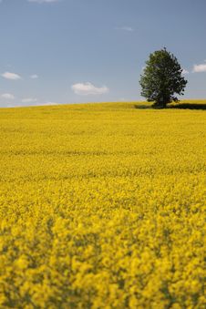 Yellow Field Rape In Bloom With Blue Sky Royalty Free Stock Images Yellow Field Rape In Bloom With Blue Sky Royalty Free Stock Images
