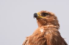 Portrait Of A Tawny Eagle Stock Images Portrait Of A Tawny Eagle Stock Images