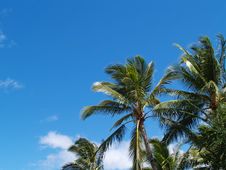 Top Branches Of Palm Trees With Copy Space Royalty Free Stock Image
