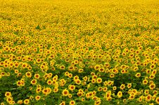 Sunflower Field Royalty Free Stock Photography