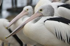 Australian Pelicans Royalty Free Stock Images Australian Pelicans Royalty Free Stock Images