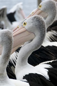 Australian Pelicans Royalty Free Stock Photography Australian Pelicans Royalty Free Stock Photography