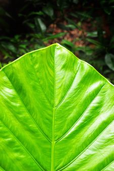Taro Leaf Royalty Free Stock Image Taro Leaf Royalty Free Stock Image