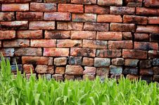 Green Grass And Old Brickwall Stock Image Green Grass And Old Brickwall Stock Image