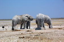 Elephants In Etosha Stock Photography