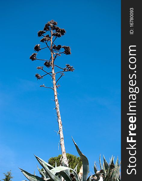 American Agave (or pita) in bloom where you see the long trunk from below