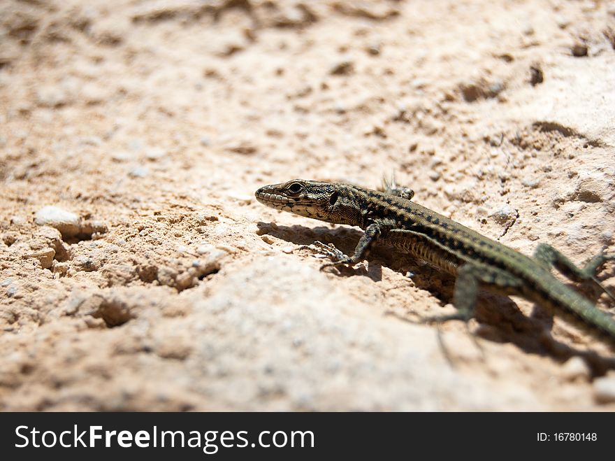 Detail of a common lizard