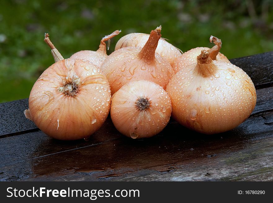 Wet onions on an old wooden table. Wet onions on an old wooden table