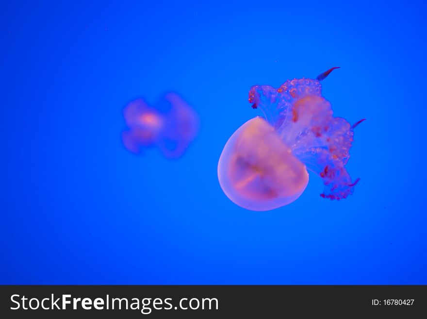 Jellyfish on the blue background