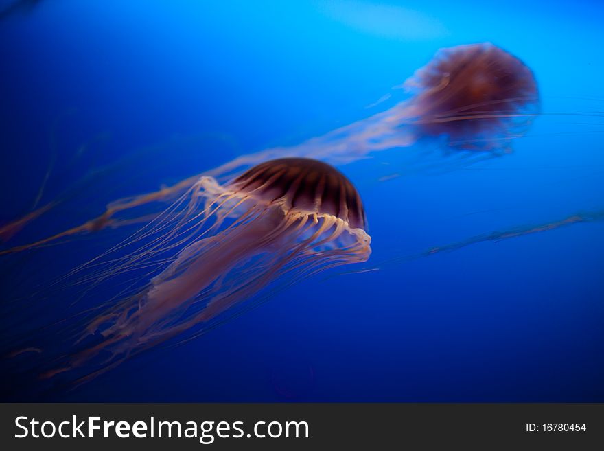 Jellyfish on the blue background