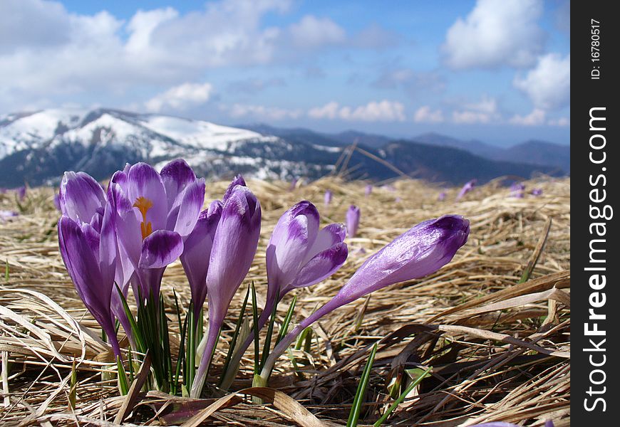 Violet flowers against high mountains covered with snow