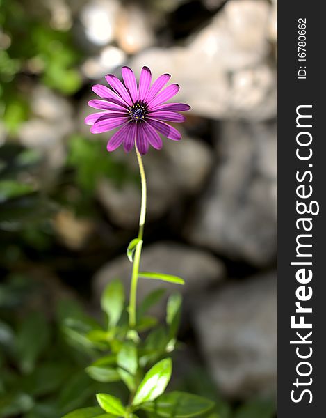 Beautiful Osteospermum flower close-up with soft focus