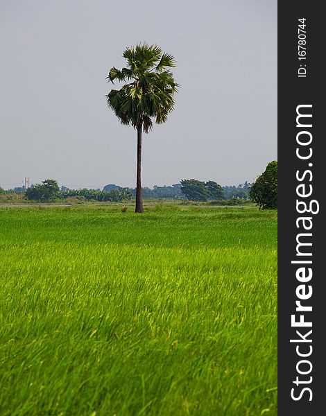 Rice field at Thailand. Coconut tree as background.