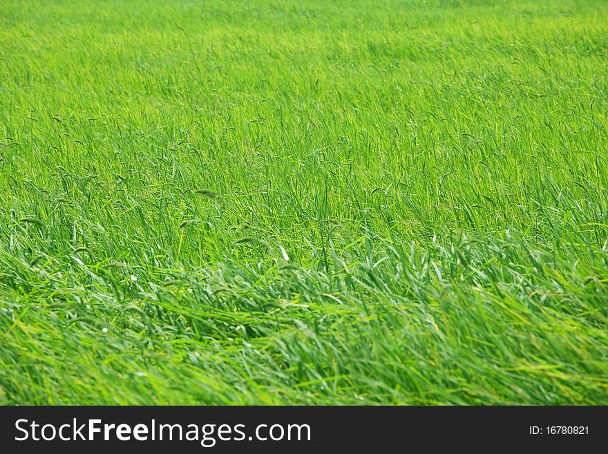 Rice field with wind close up