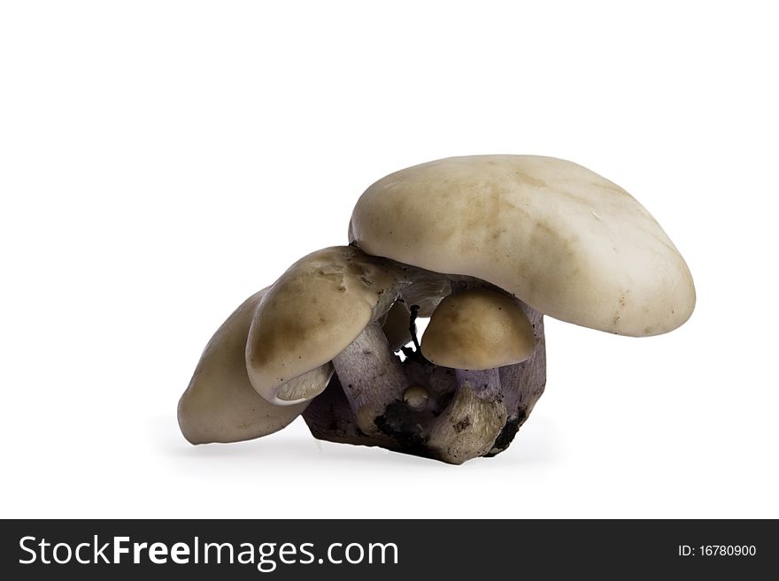 Some Mushrooms Isolated on a White Background