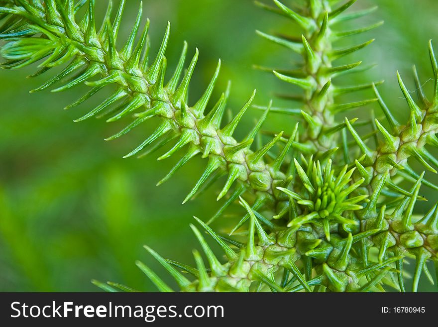 Top view of Nolfolk island pine