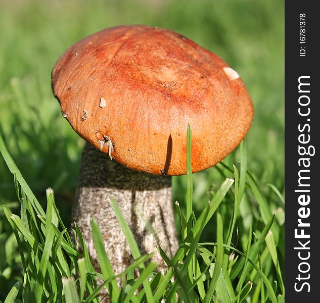 Cep In Nature