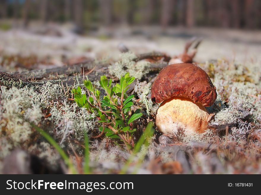 Red mushroom in the woods. Red mushroom in the woods