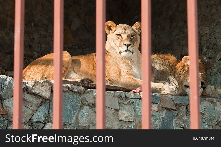 Pair of lions lying behind the bars.