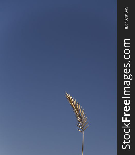 A single head of grain with blue sky for a background. A single head of grain with blue sky for a background
