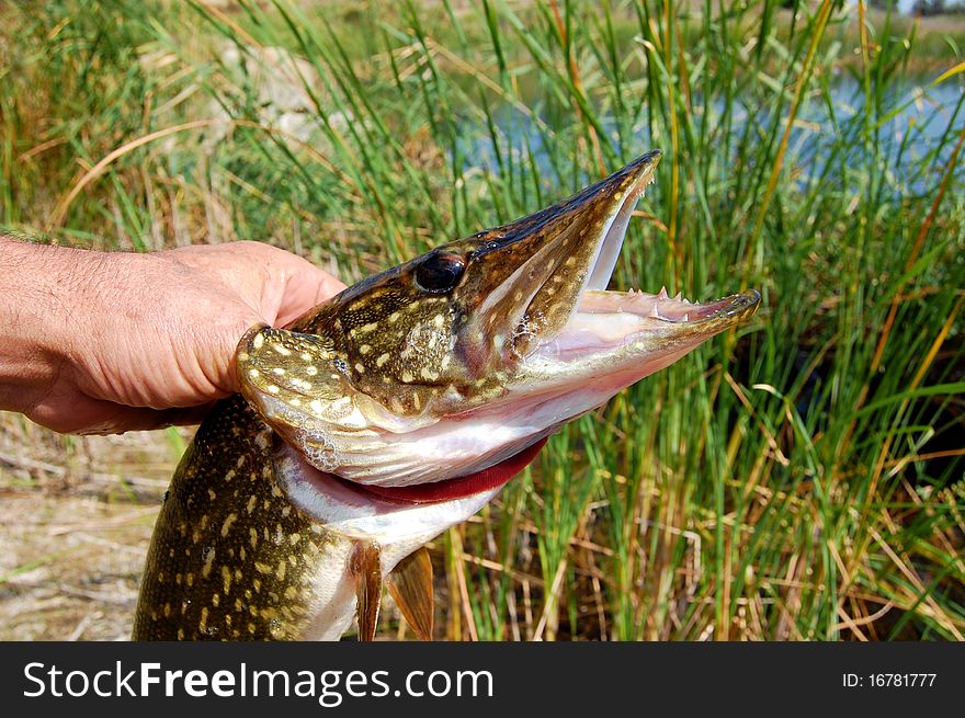 Pike in the hands of the fisherman closeup. Pike in the hands of the fisherman closeup