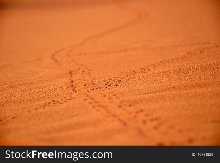 Animal traces on sand, desert