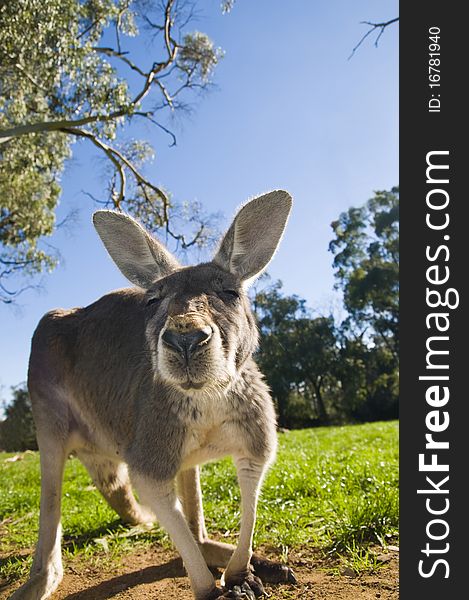 Australian Grey Kangaroo looking at the camera