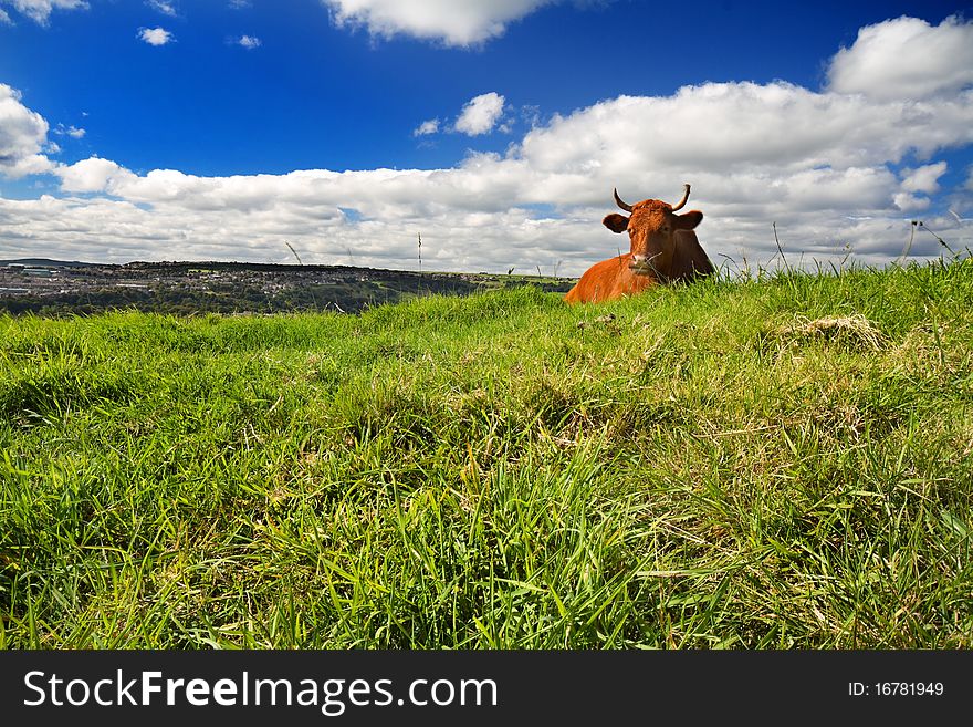 Cow lying on the grass on a sunny day