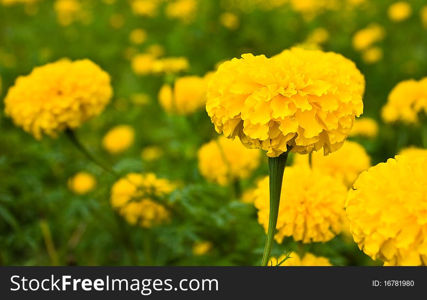 Close up of Yellow Marigold